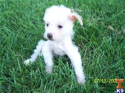 Chinese Crested Puppies for Sale